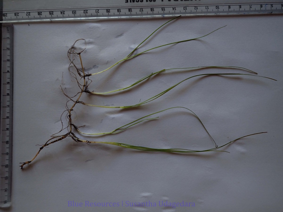 Halodula pinifolia (Niki) Hartog